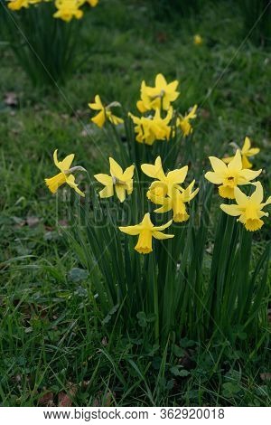 Yellow Narcissus On A Green Grass Background-decoration Of Spring Parks And Squares. Daffodils Used 