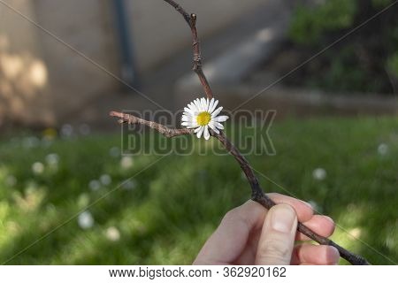 A Close Up View Of A Small Daisy That Was Caught In The Branches Of A Tree