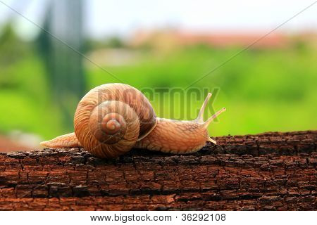 Schnecke auf Holz
