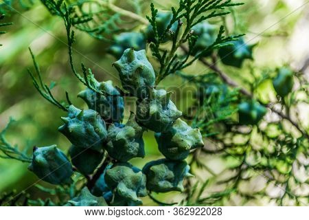 Fruits Of Thuja Tree. Close View Of Fruits Of Thuja.