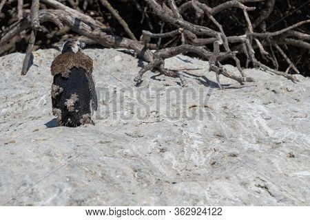 A Young African Penguin During Him Moult Stay On The Rock With Penguins Around At Boulders Beach, Si