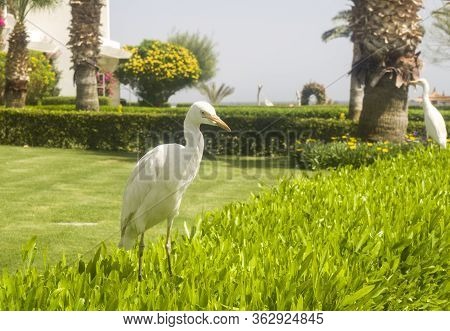 Bubulcus Ibis In Egypt Is Quite Easy To See.