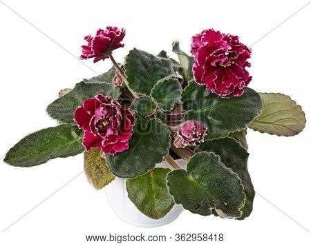 A Bouquet Of Blooming Violets Of Uzambar, Hybrid, Selective, Bright Red, With A White Border, Half-d