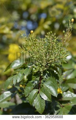 Oregon Grape Flowers And Undripe Berries - Latin Name - Berberis Aquifolium (mahonia Aquifolium)