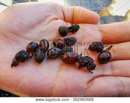 Edible Ant Traditional From Santander Region Of Colombia Called Hormiga Culona Which Literally Trans