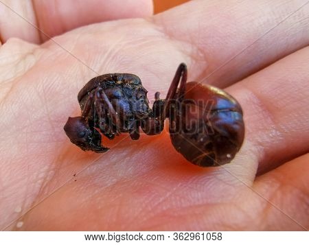 Edible Ant Traditional From Santander Region Of Colombia Called Hormiga Culona Which Literally Trans