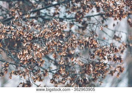 Maple Samaras. Autumn Natural Background. Dry Maple Seeds On The Branches