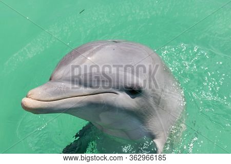 Smiling Dolphin Head Sticking Out Of Turquoise Water