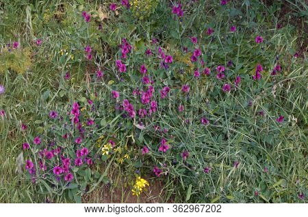 Tangier Pea Lathyrus Tingitanus In Flower At Las Lagunetas.