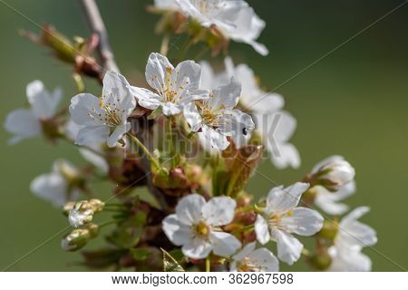 Cherry Blossom