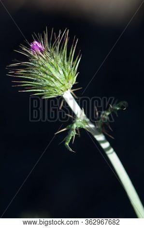 Bud Of Purple Milk Thistle Galactites Tomentosa.