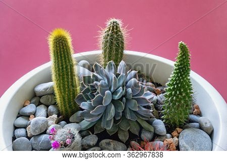 Cactus Collection. Small Garden Of Succulents In Flower Pot. Echinocactus Grusonii; Sempervivum; Ech