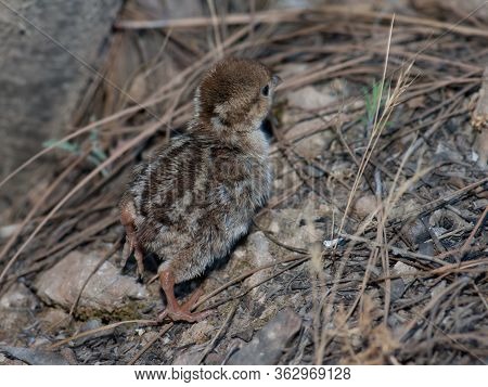 Chick Of Red-legged Partridge In El Juncal Ravine.
