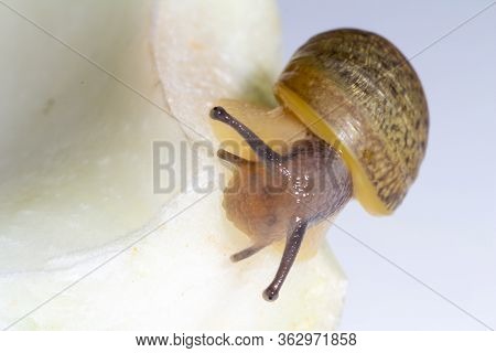 Cantareus Apertus Snail Eats Fennel With White Background