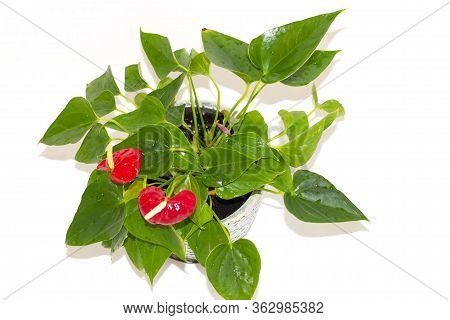 Top View Of Red Anthurium Also Known As Tailflower, Flamingo Flowe