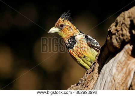 A crested barbet (Trachyphonus vaillantii) sitting in a tree, South Africa