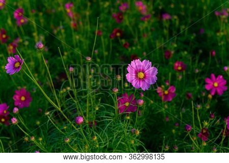 Beautiful Daisy Or Cosmos Bipinnata Cav Horizontal Composition