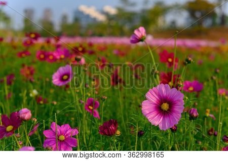 Beautiful Daisy Or Cosmos Bipinnata Cav Horizontal