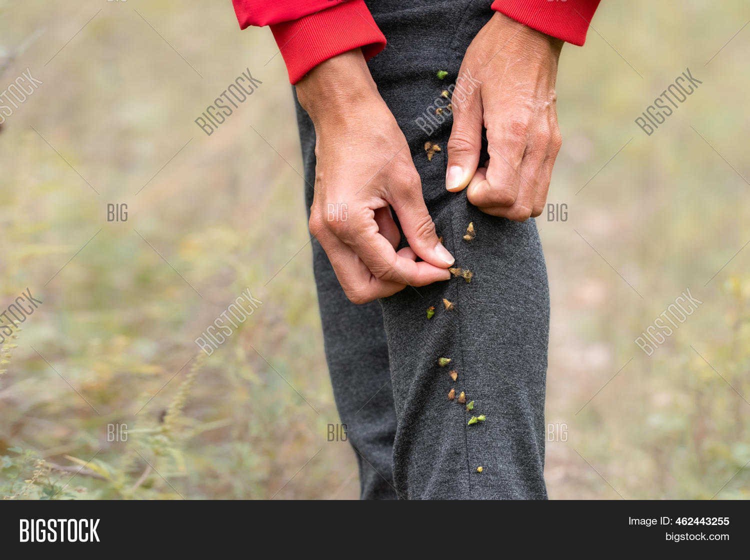 Dry Grass Seeds Have Image & Photo (Free Trial) Bigstock
