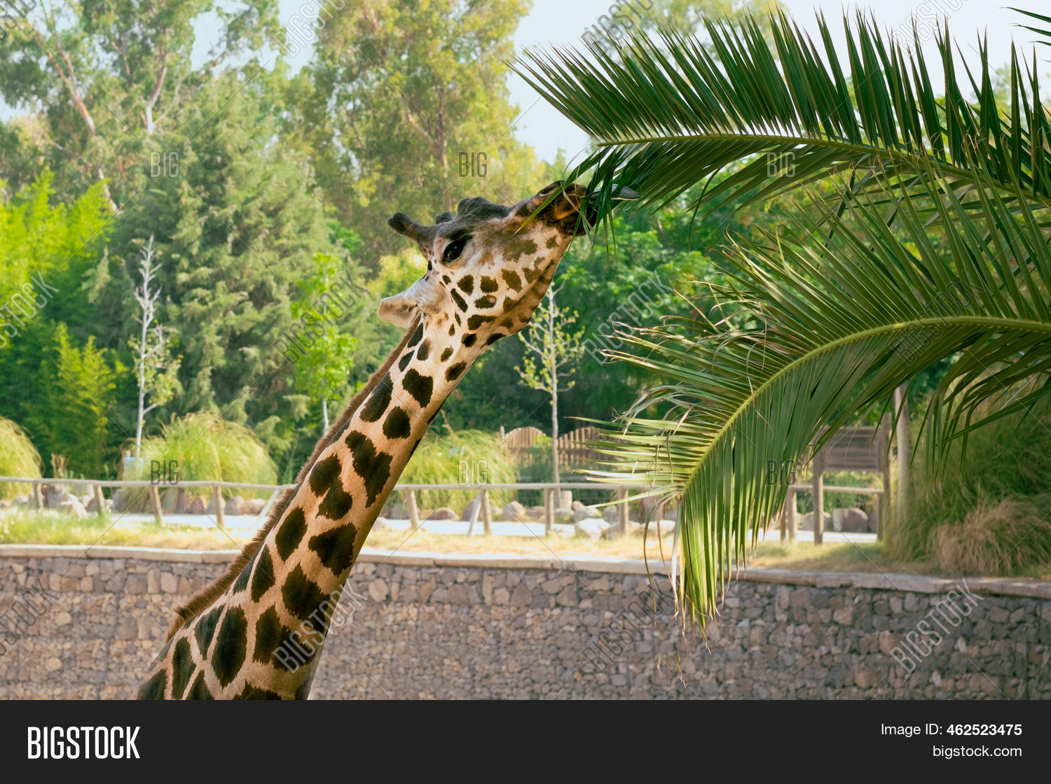 Giraffe Eating Palm Image & Photo (Free Trial) Bigstock