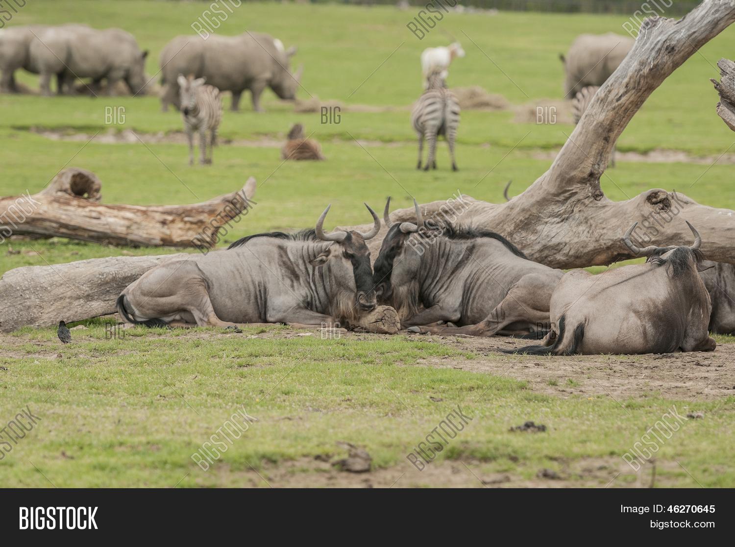 Wildebeest ( Image & Photo (Free Trial) | Bigstock