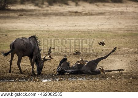 Group Of Namaqua Sandgrouse Flying Over Blue Wildebeest Grooming On Floor In Kgalagadi Transfrontier