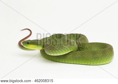 Trimeresurus Insularis (white-lipped Island Pit Viper) On White Background