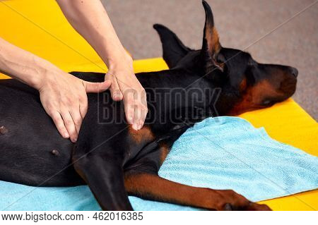 Big Dog Lying On The Floor And Gets A Massage On Its Thight