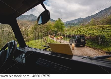 View From Inside Of A Shepherd In An Off-road Car Going Down A Mountain Along A Forest Track With Hi