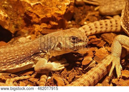 Detailed Closeup On The North-american Desert Iguana, Dipsosaurus Dorsalis