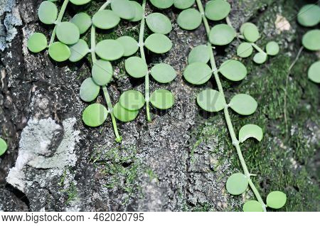 Dischidia Nummularia Variegata And Monosolenium Tenerum On The Tree