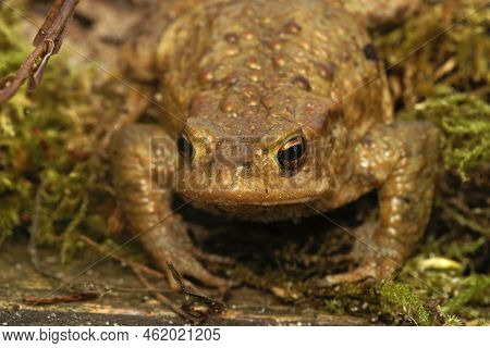 Frontal Closeup On A Female Common European Toad, Bufu Bofo In The Garden