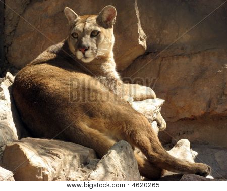 PUMA