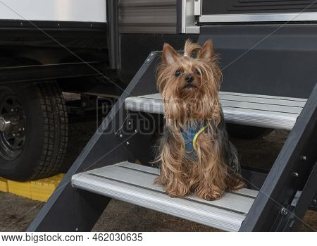 Yorkshire Terrier Waiting On The Campiong Trailer Steps During A Campout