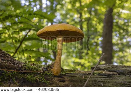 Autumn Wood-destroying Fungi Growing On Old Trunks And Stumps
