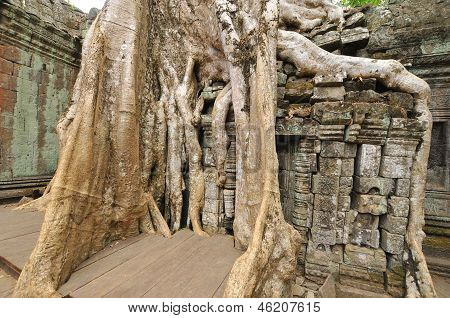 Ta Prohm è il nome moderno di un tempio di Angkor
