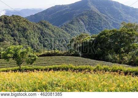 Orange day lily flower field in Taimali Kinchen Mountain in Taitung