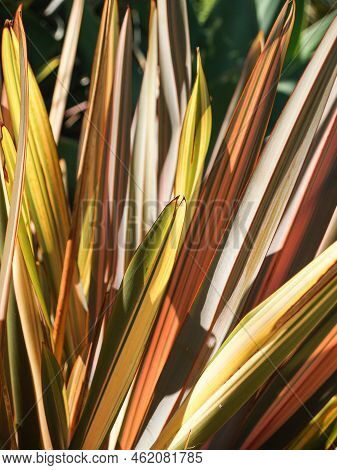 Golden Ray New Zealand Flax Closeup Form And Shape.