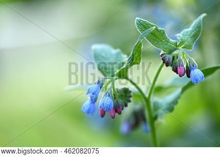 Beautiful Blue Flowers Of Symphytum Caucasicum, Also Known As Caucasian Comfrey, Blooming In Spring 