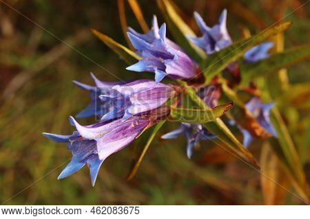 Gentiana Asclepiadea, Perennial Mountain Plant, Blue Gentian In The Czech Mountains