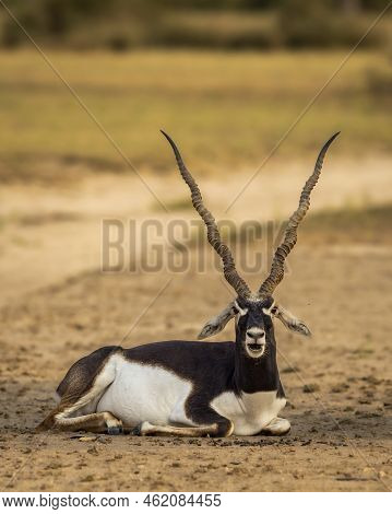 Wild Male Blackbuck Or Antilope Cervicapra Or Indian Antelope Closeup Or Portrait In Natural Green B