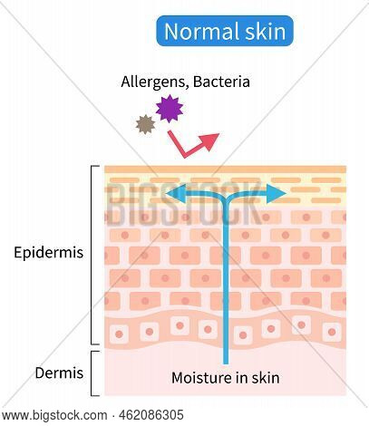 Normal Skin Barrier Helps Retain Moisture And Protect From External Stimuli. Healthy And Beauty Skin