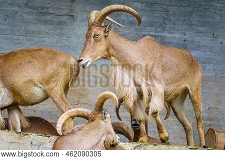 Group Of Hispanic Goats With Large Horns And Ease Of Climbing The Rocks In The Mountain.