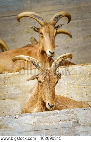 Pair Of Hispanic Goats With Large Horns And Lying Down Resting.