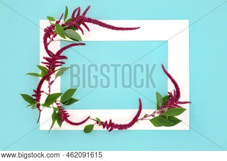 Amaranthus plant and flower seeds abstract background border. Health food highly nutiritous, gluten free, high in antioxidants, protein, on blue. Lowers cholesterol and helps weight loss.