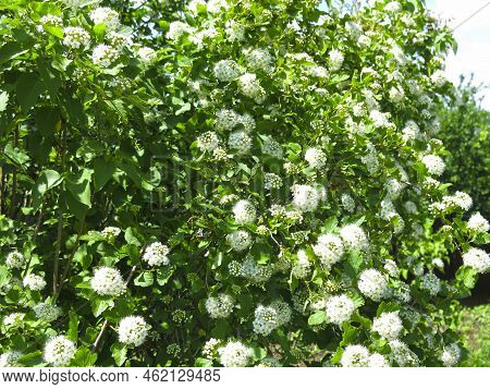 Bush Of The Pemphigus Viburnum (physocarpus Opulifolius)  Blooms In Summer With White Flowers