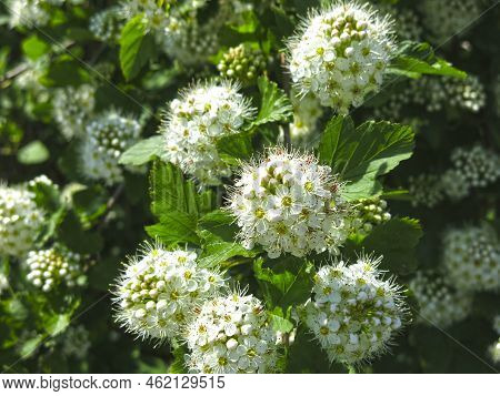 Bush Of The Pemphigus Viburnum (physocarpus Opulifolius)  Blooms In Summer With White Flowers