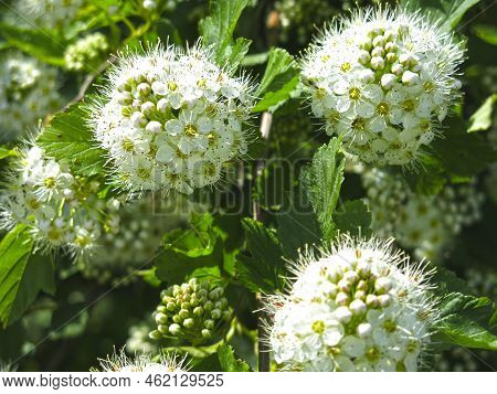Bush Of The Pemphigus Viburnum (physocarpus Opulifolius)  Blooms In Summer With White Flowers