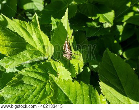 Close-up Of Brown Nursery Web Spider (pisaura Mirabilis) With Long Legs And Slender Abdomen On A Gre