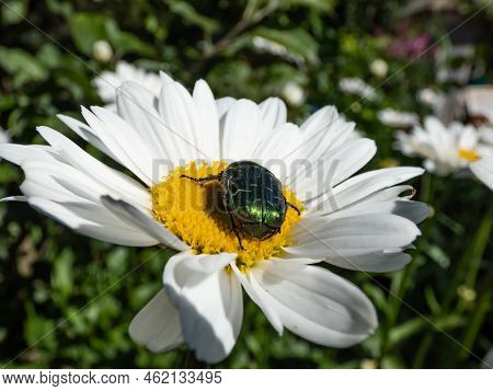 Macro Shot Of A Metallic Rose Chafer Or The Green Rose Chafer (cetonia Aurata) Crawling On A White D